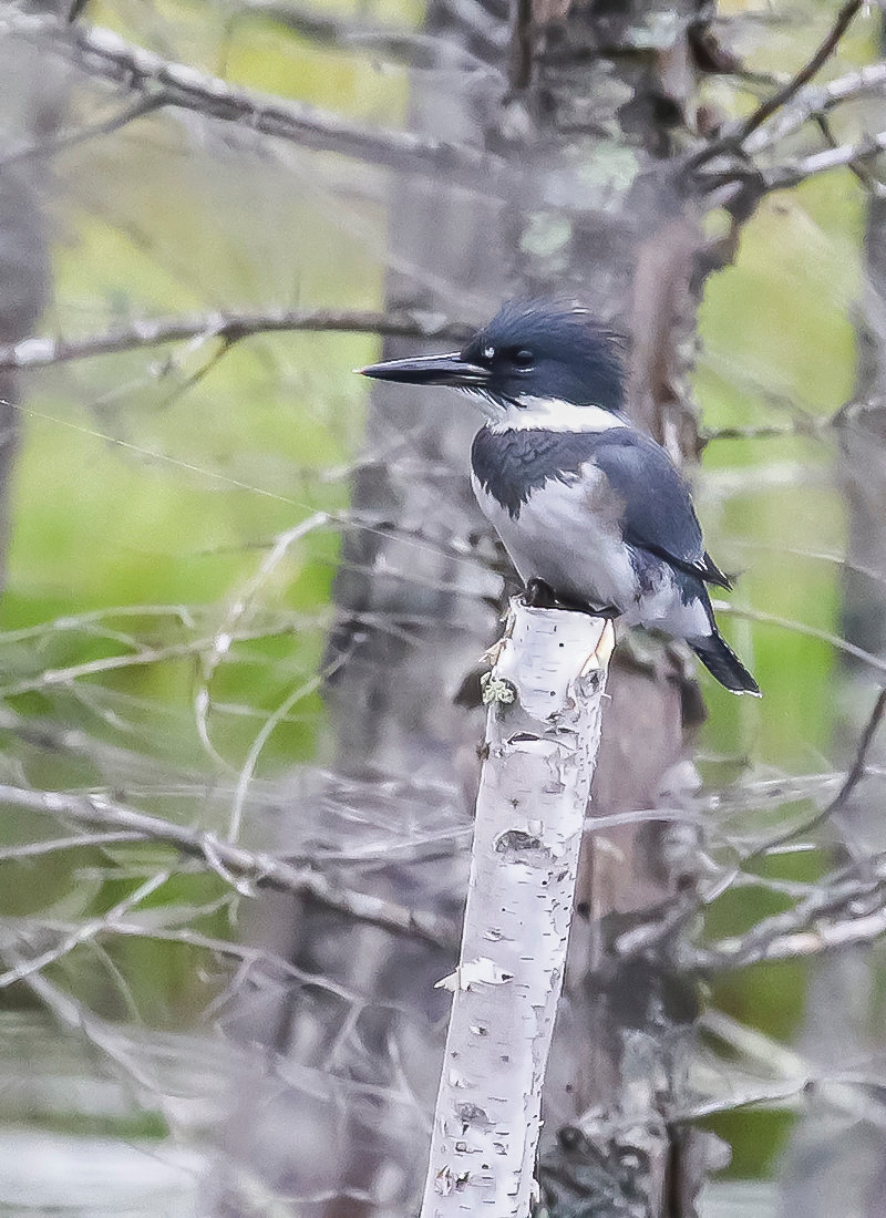 A male belted kingfisher (note the absence of rusty markings) sits on another birch snag in a beaver pond. 
Kingfishers typically hunt for fish, amphibians, and other small creatures along stream or lake shores.