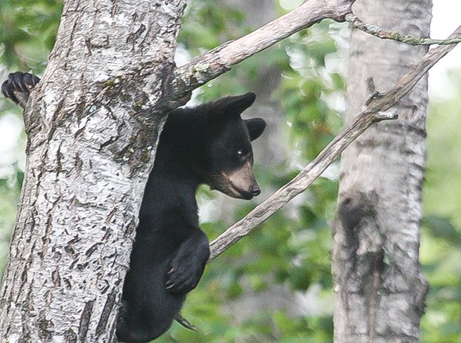 A young bear looks down from a high perch in an aspen tree.