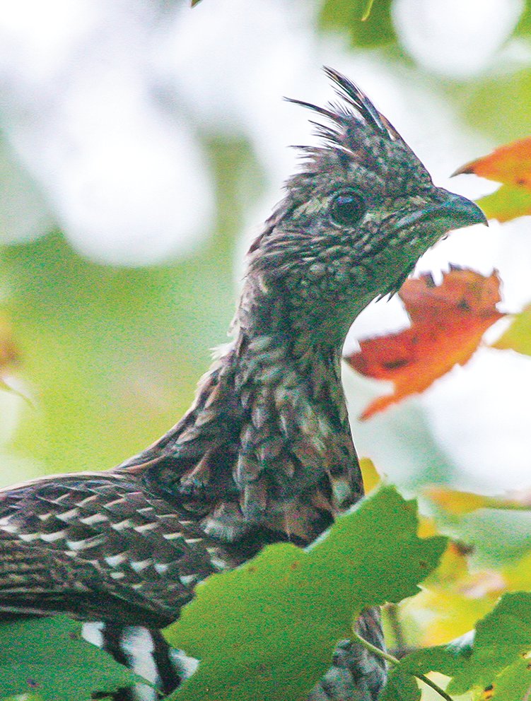 A wary grouse peeks through maple leaves.