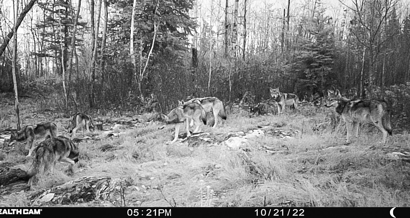 A trail cam image from last month near Susan Lake clearly shows seven gray wolves in the field of view.