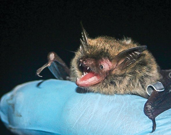 A researcher holds a northern long-eared bat, a species now on the verge of extinction in much of its range due to white-nose syndrome.