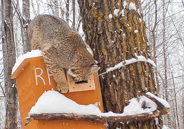 A bobcat looks for a way into another one of the boxes.