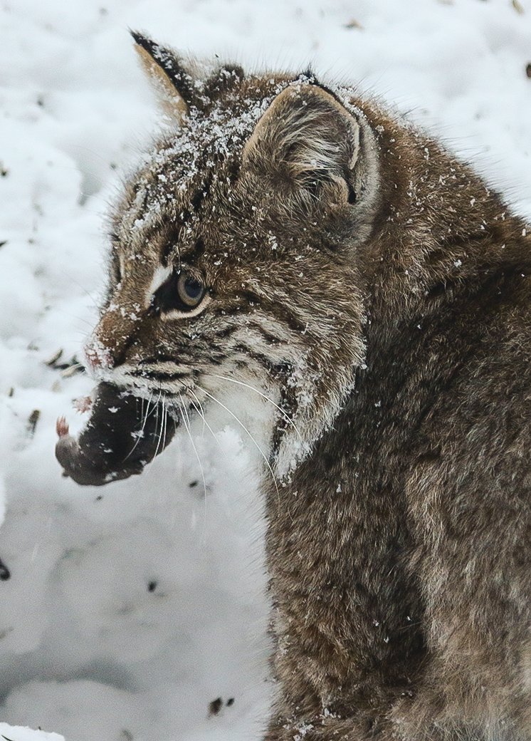 The bobcat comes up with a short-tailed shrew after diving head first in the snow.