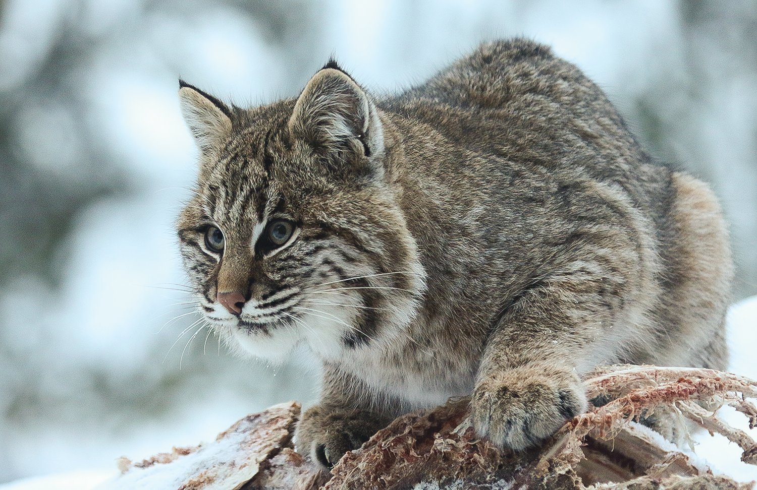 The bobcat who came for dinner stares intently while taking a break from feeding.