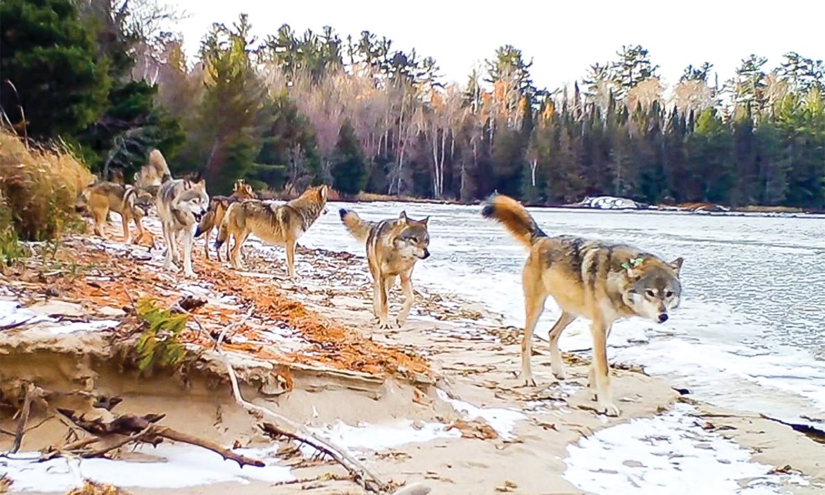 Trail camera footage of the Shoepack Lake pack walking along a sandy beach in Voyageurs 
National Park in the fall.