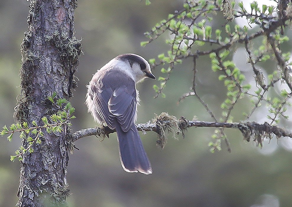 The Canada jay population, otherwise known as gray jays and timberjays, appears to have been declining the past few years here in the North Country.