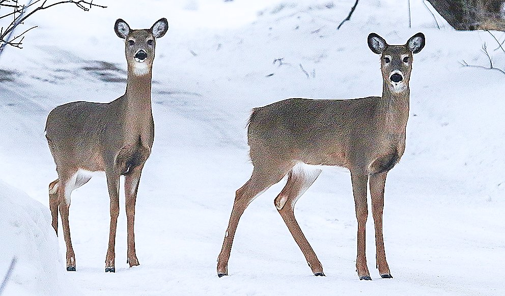 Deer stare near a north Tower 
residence where deer are regularly fed