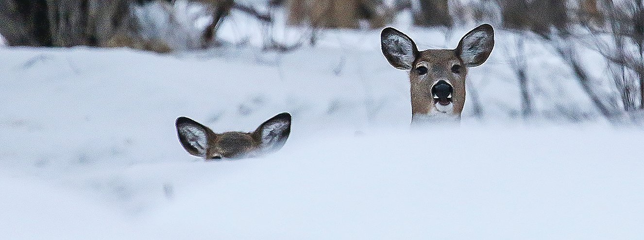 Deer peer over a tall snowbank in Tower, where large numbers of deer congregate in winter.