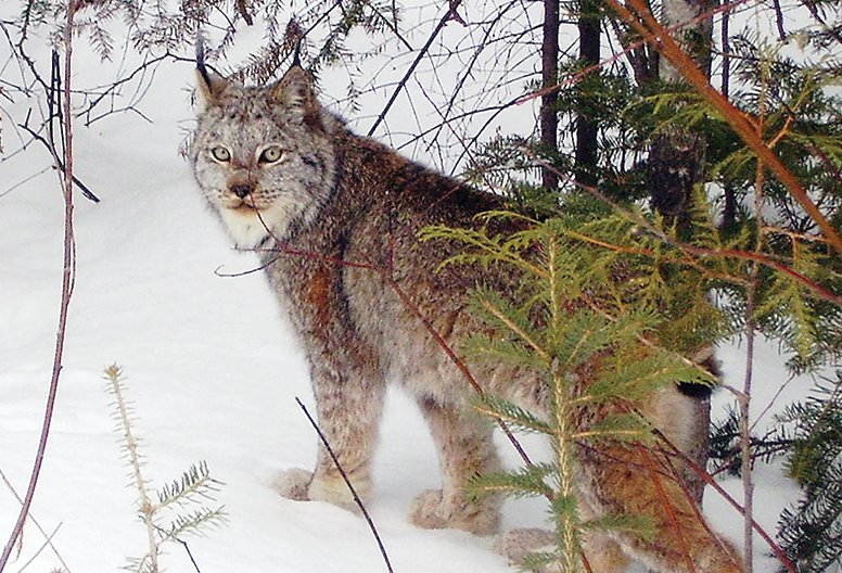 A lynx makes its way through heavy cover.