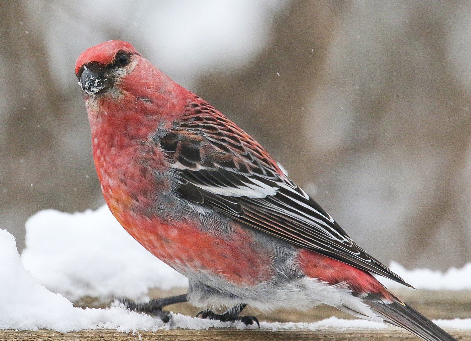 A lone male pine grosbeak was still in the feeder early this week but had moved on as of Wednesday.