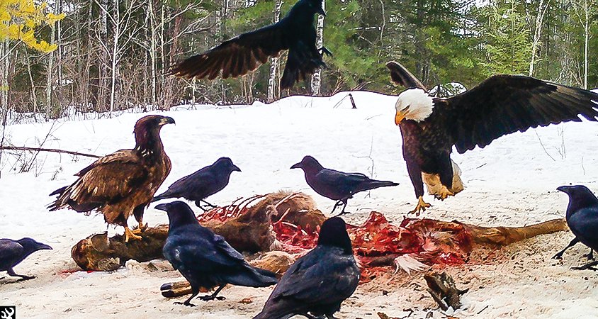 An adult and immature bald eagle and a 
rambunctious unkindness of 
ravens at the carcass;
