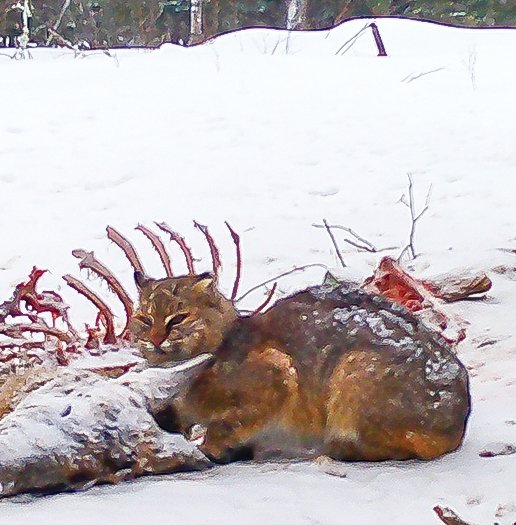 A bobcat rests as it feeds.