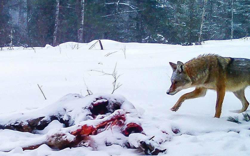Just before nightfall, a tentative coyote investigates the carcass.