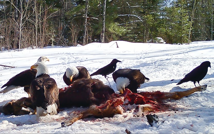 Four adult bald eagles share the feast.