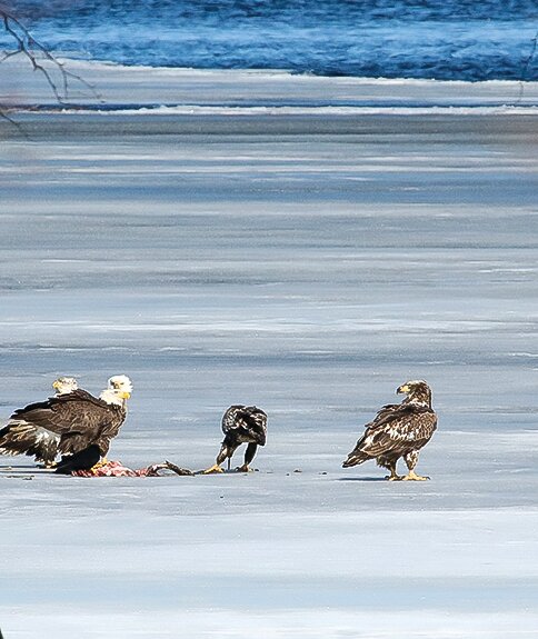 Bald eagles gather around the 
remains of a fish in the Pike Bay 
narrows.