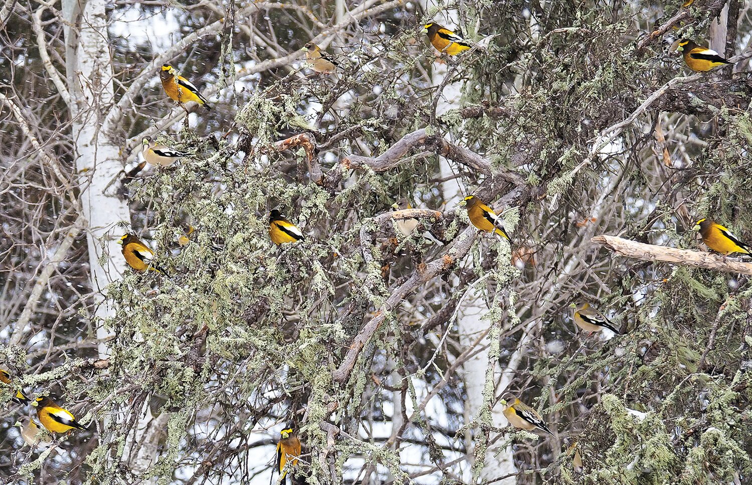 Like ornaments on a Christmas tree, evening grosbeaks filled a tree in Greaney recently, near where they’ve been 
visiting a feeder all winter. The feeder owner reports as many as 50 evening grosbeaks feeding there much of the winter. 
This picture has at least 17 evening grosbeaks in it... can you find them all? (Hint: the females are tough).