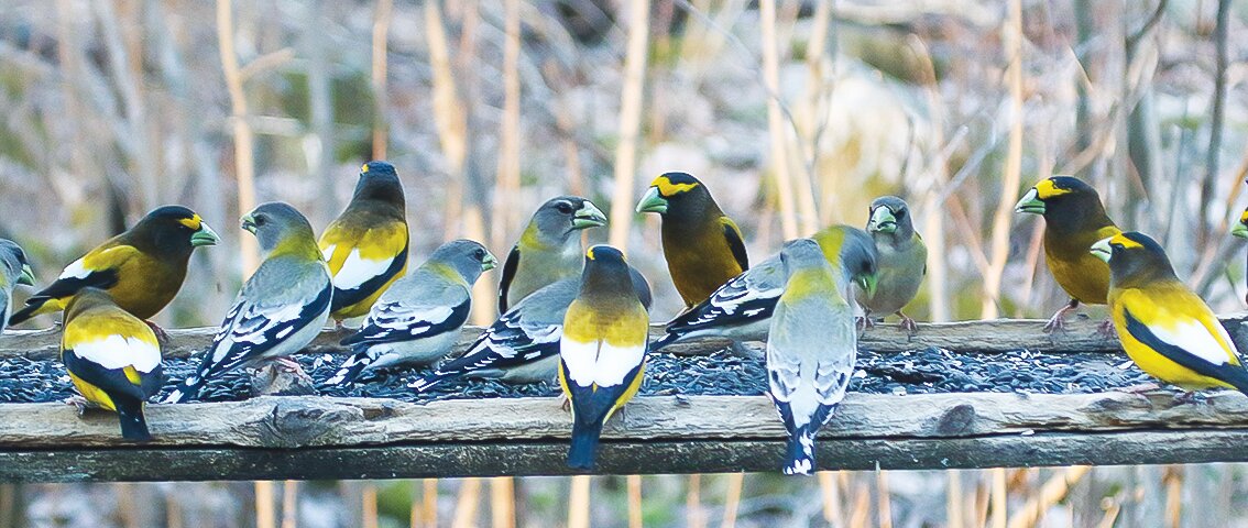 The author’s bird feeder earlier this month, where about 20 evening grosbeaks have been regular visitors.