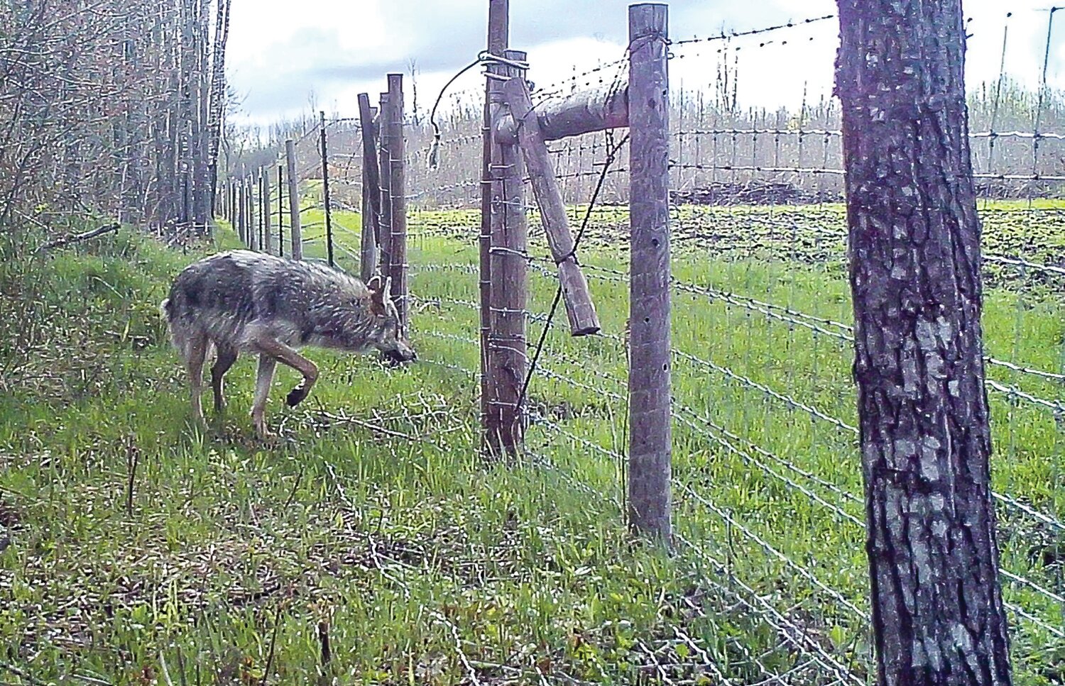 A trail camera documents one 
of countless interactions between wolves  and the recently installed 
fence encircling the Wes Johnson ranch north of Orr.