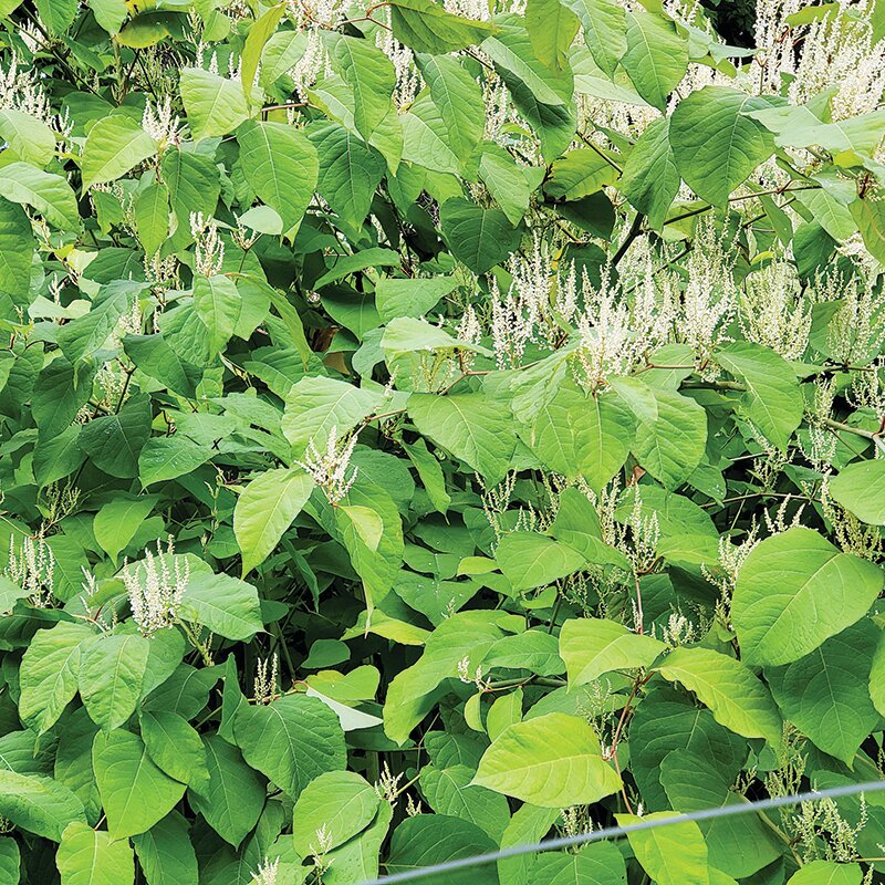 Japanese knotweed is a shrub-like, semi-woody perennial with bamboo-like stems, and broad, oval-shaped leaves.