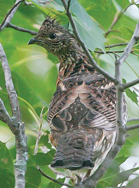 With good numbers of 
drumming grouse this spring and a warm and dry June, the fall ruffed grouse 
outlook 
appears strong.