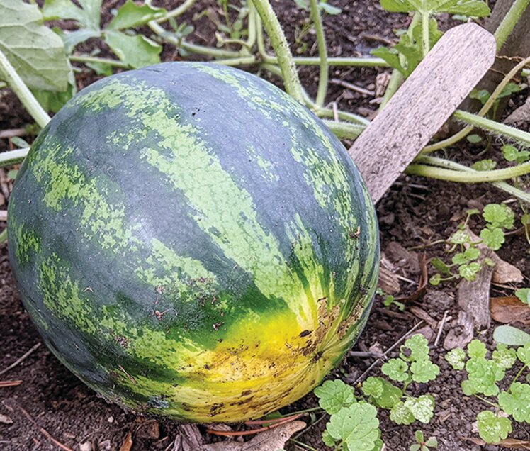 Look for a bright yellow spot under a ripe 
watermelon. When snapped with a finger, it should make 
a dull thud.