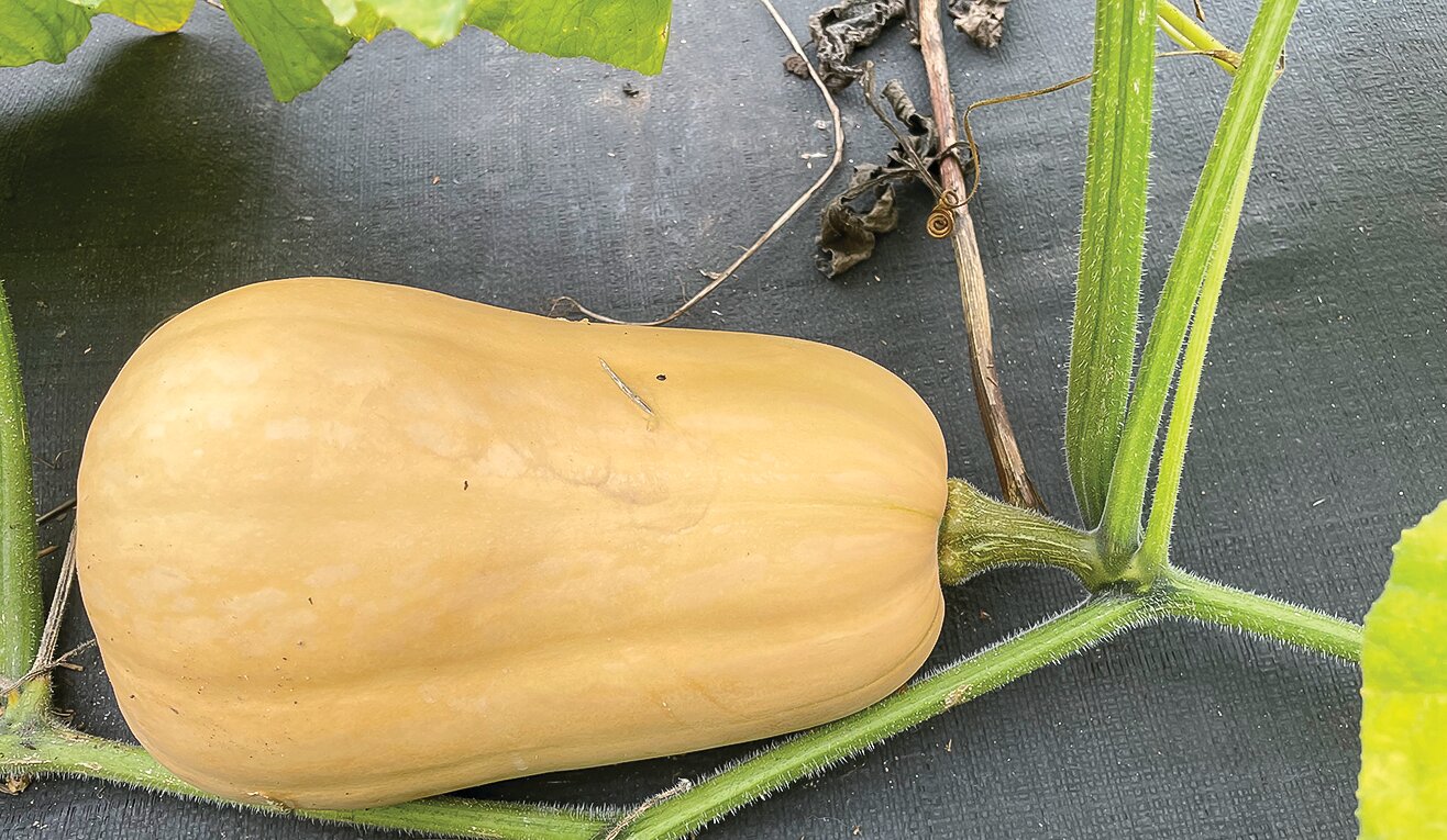 Butternut squash are ripe when their skin is tan without the mottling apparent in unripe squash. The rind in a mature squash is also hard to dent with a fingernail.