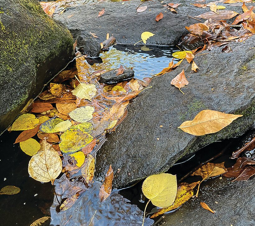 Yellow ash and aspen leaves gather 
between rocks in the West Two River.