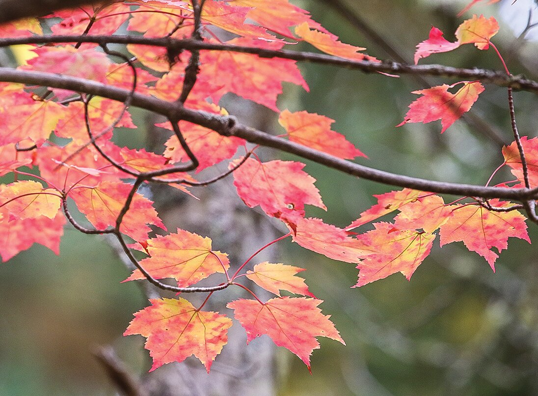 Mottled maple leaves backlit by weak sunshine.