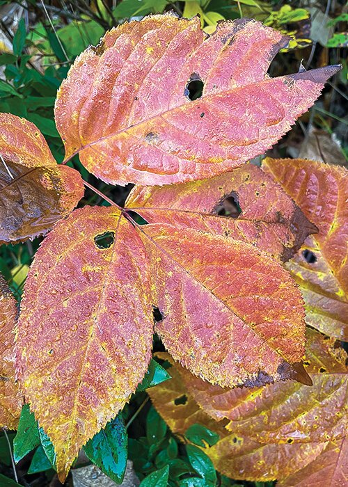 Leaves of a wild sarsaparilla reflect the colors of the season.