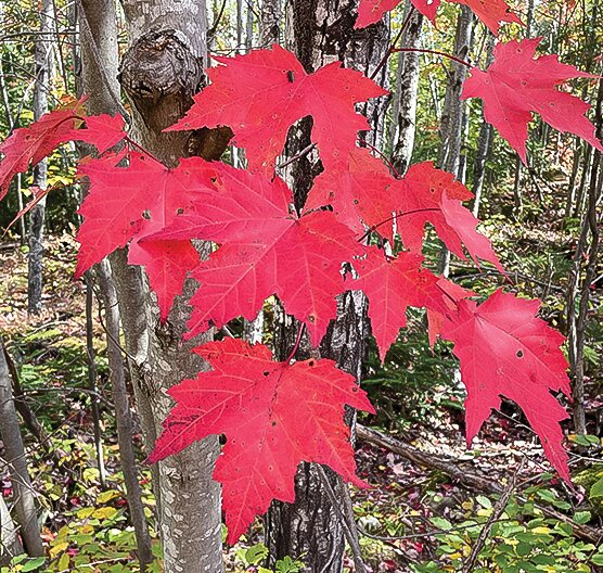 Brilliant scarlet maple leaves.