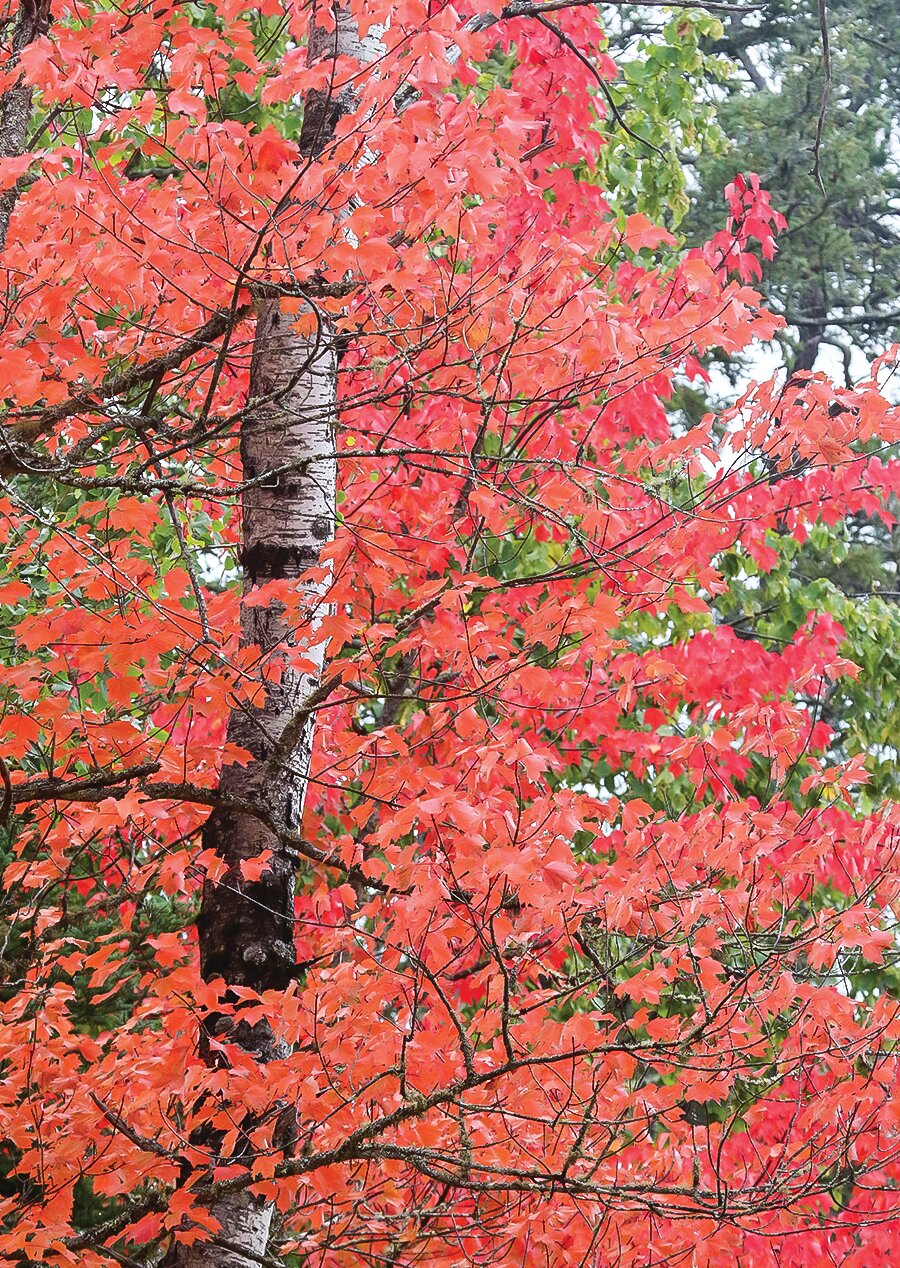 Red maple leaves surround the tall trunk of a quaking aspen