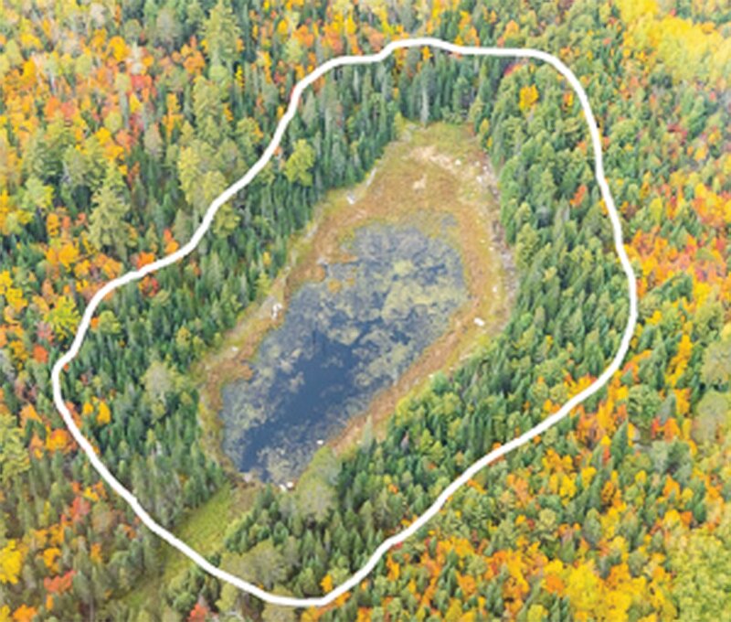 An aerial image showing the change in forest composition surrounding a longstanding beaver pond.