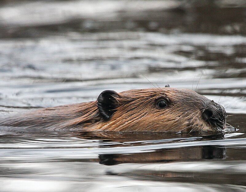 A beaver swims in a pond. These remarkably ambitious mammals can have a major impact on the forest environment.