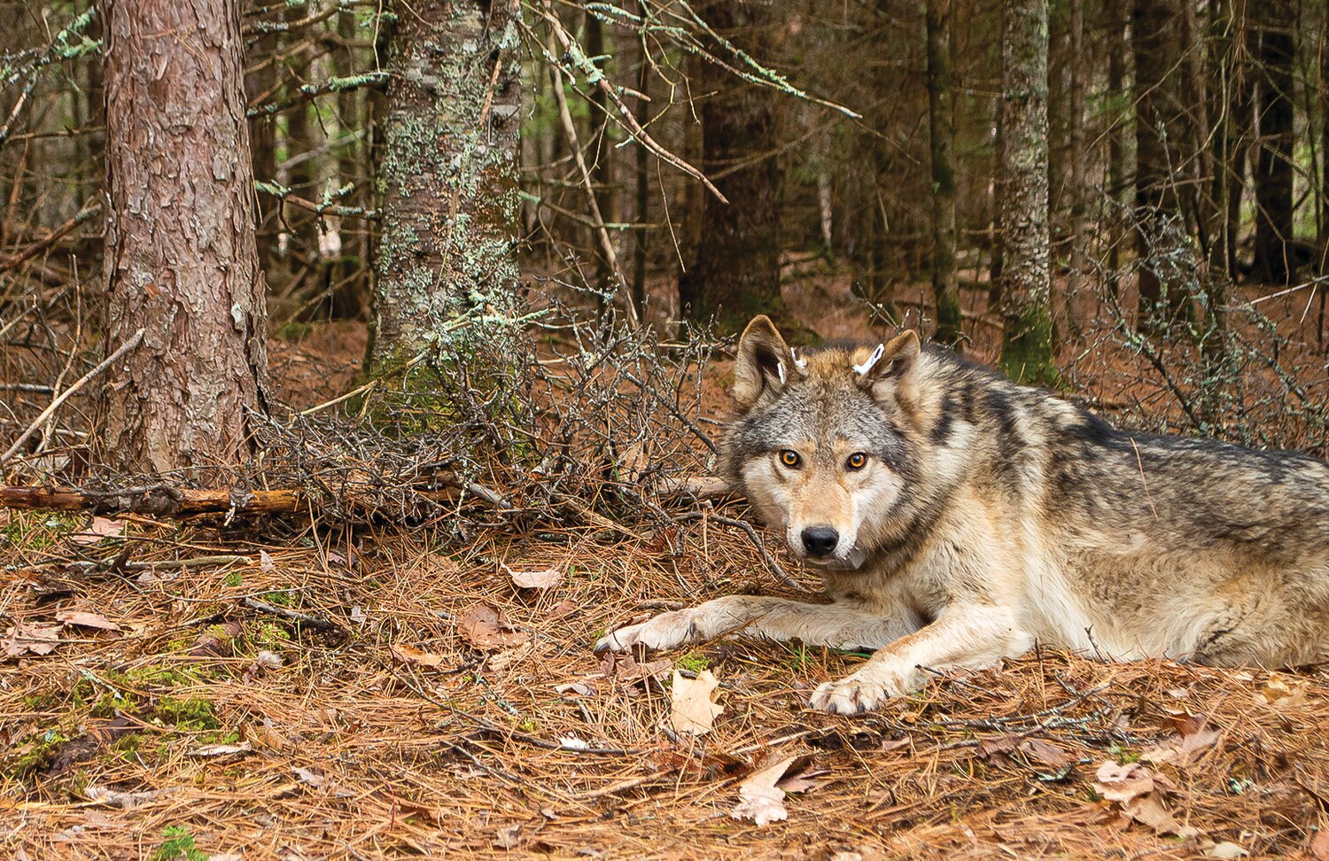 A study wolf in Voyageurs National Park.