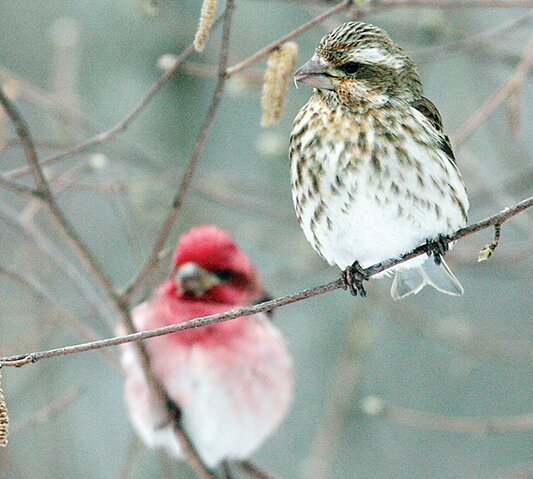 The 2023-24 finch forecast cited large 
numbers of purple finches moving through NE Minnesota this fall. Will any show up at 
feeders in the North Country this winter or will they stay to our south?