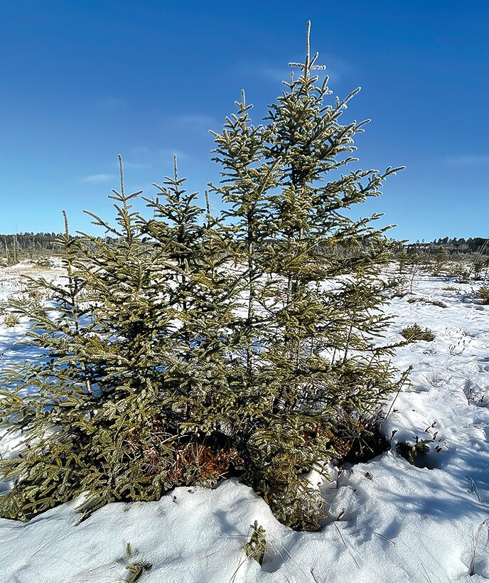 A miniature stand of black spruce, likely created through layering.