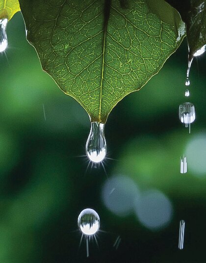 Petrichor: The Multi-Faceted Scent of Spring Rain Dissected