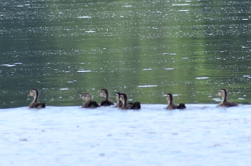 Woodduck babies on the water.