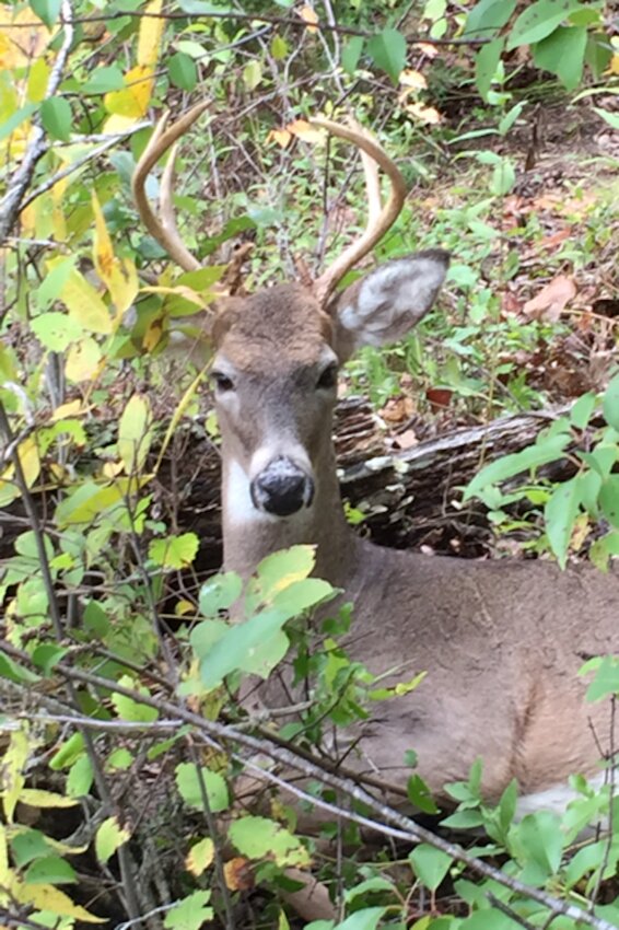 This buck is dying from CWD or TSE whichever you want to call it.