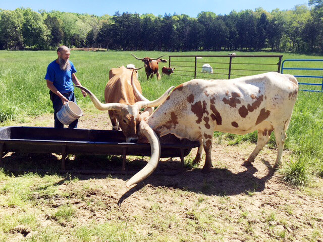 Attendees of the Osage County Agritourism Council’s Exploring Hope tour saw Longhorn cattle at Hope Creek Longhorn Cattle Ranch.