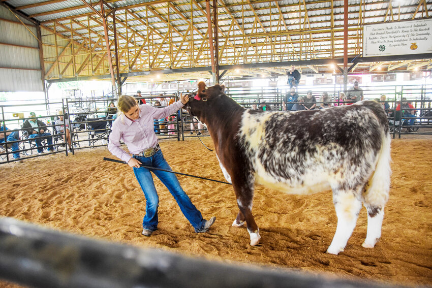 First Time competitor Ella tipton (Top) works with her show animal, Malibu Barbie, in the ring  during the livestock exhibition while Braelyn Wagner (Bottom) administers last minute grooming to her heifer, Carma.