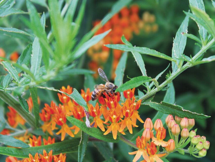 START IN YOUR OWN YARD: The Shuster family who live in the Riverview section of Warwick has started a pollinator pathway by planting wildflowers. These orange perennials are a favorite of bees.