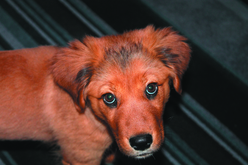 Paddington used to reside in the East Greenwich Animal Protection League shelter but has since been welcomed into a loving forever home. She will be featured in the pregame action of the 14th annual Puppy Bowl on Animal Planet