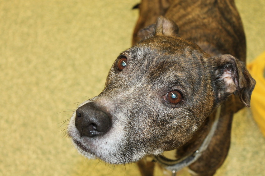 Jack is a sweet, loving senior dog looking to spend his twilight years with hugs, loves and possibly some treats. Perhaps you can give him that chance?