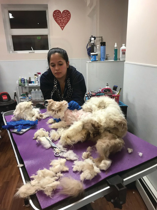 BEFORE: The cat that was saved through a combined effort between a property manager&rsquo;s vigilance, Warwick Animal Control, Warwick Animal Hospital and Purrs And Paws animal groomer while being attended to by Stephanie Fisher of Purrs and Paws.