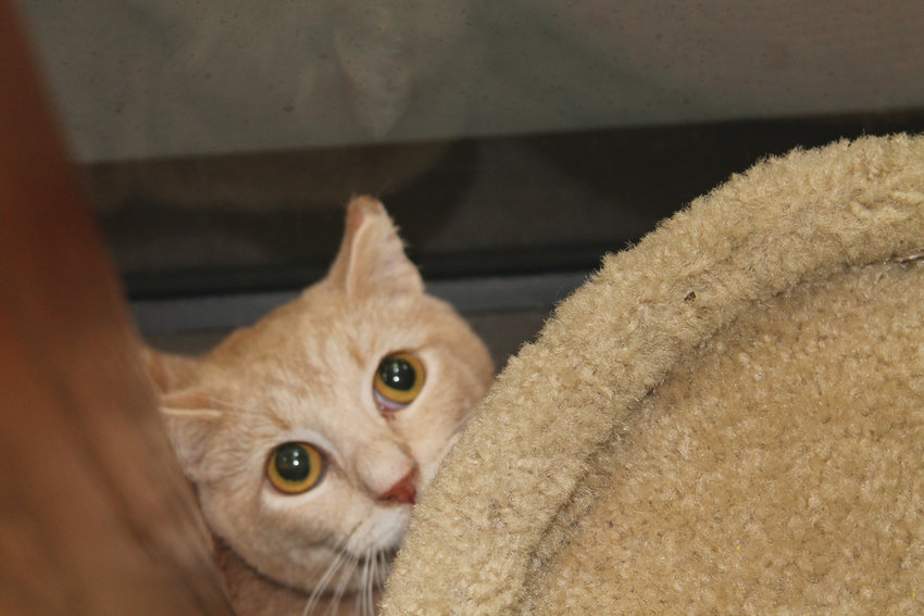 IN NEED OF A HOME:&nbsp;One of the more than 40 cats Pawswatch is seeking to place in a good home.&nbsp;