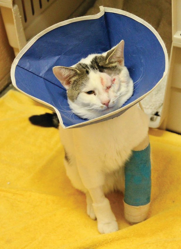 UP FOR ADOPTION: An older cat that survived being hit by a car, Harrison Ford, is waiting for a home.