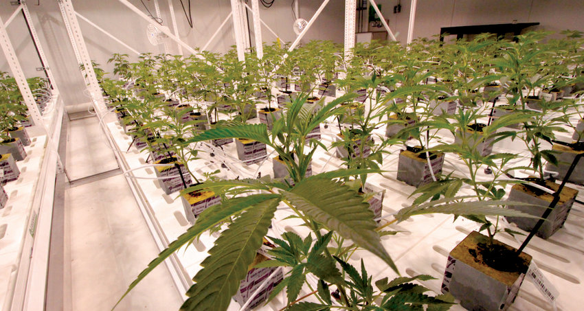 LOTS OF GREEN: Rows of marijuana plants fill large rooms, waiting to be harvested, at the Growth Industries warehouse off  Jefferson Boulevard in Warwick. Proposed new medical dispensaries in Cranston would not involve cultivation. (Herald photo)