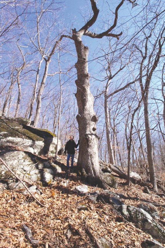 IT&rsquo;S GOT TO BE 300 YEARS OLD: Nathan Cornell stands by a giant white oak in the canyon.