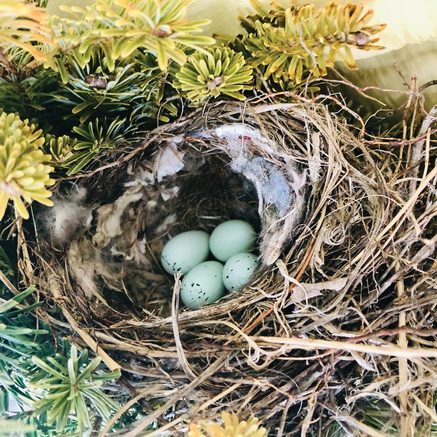 SINCE HATCHED: The wreath provided an ideal location for a pair of robins - the Robinsons - to nest.